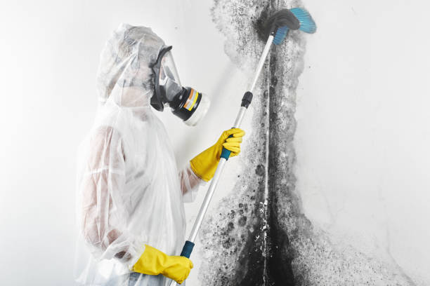 Mold Odor Removal Services